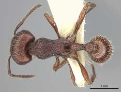 Слика од Pogonomyrmex guatemaltecus Wheeler 1914