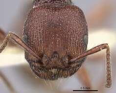 Слика од Pogonomyrmex guatemaltecus Wheeler 1914