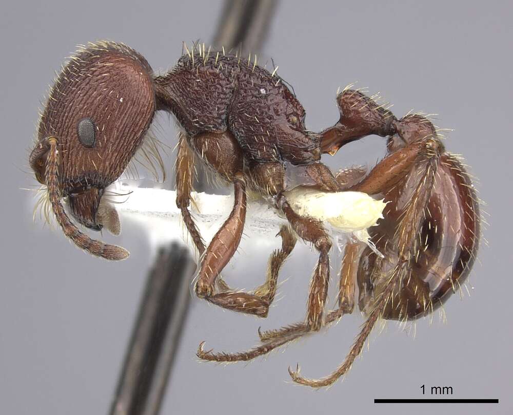 Слика од Pogonomyrmex guatemaltecus Wheeler 1914