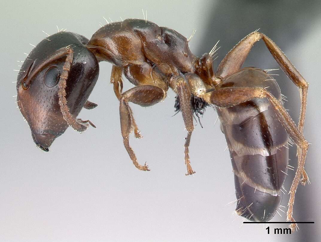 Image of Camponotus thomasseti Forel 1912