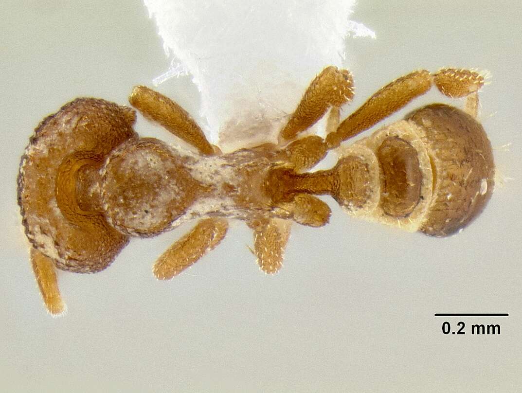 Image of <i>Strumigenys ocypete</i>