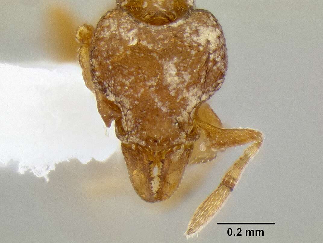 Image of <i>Strumigenys ocypete</i>