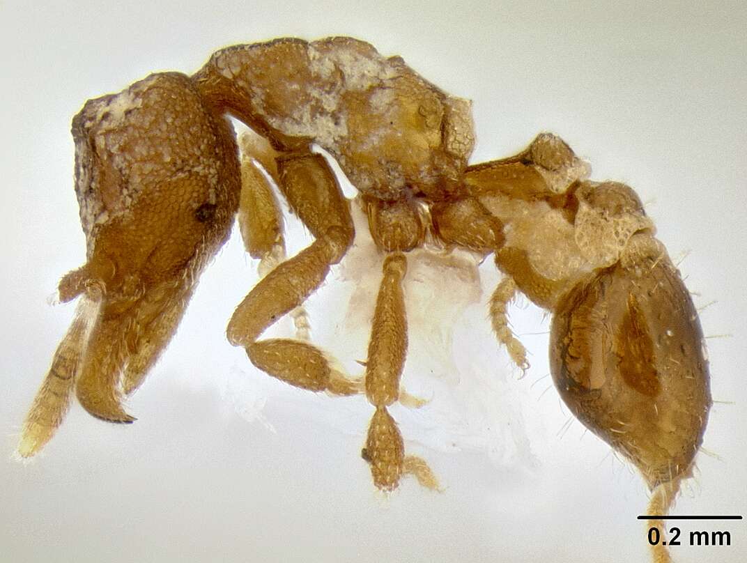 Image of <i>Strumigenys ocypete</i>