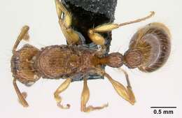 Image of Ant