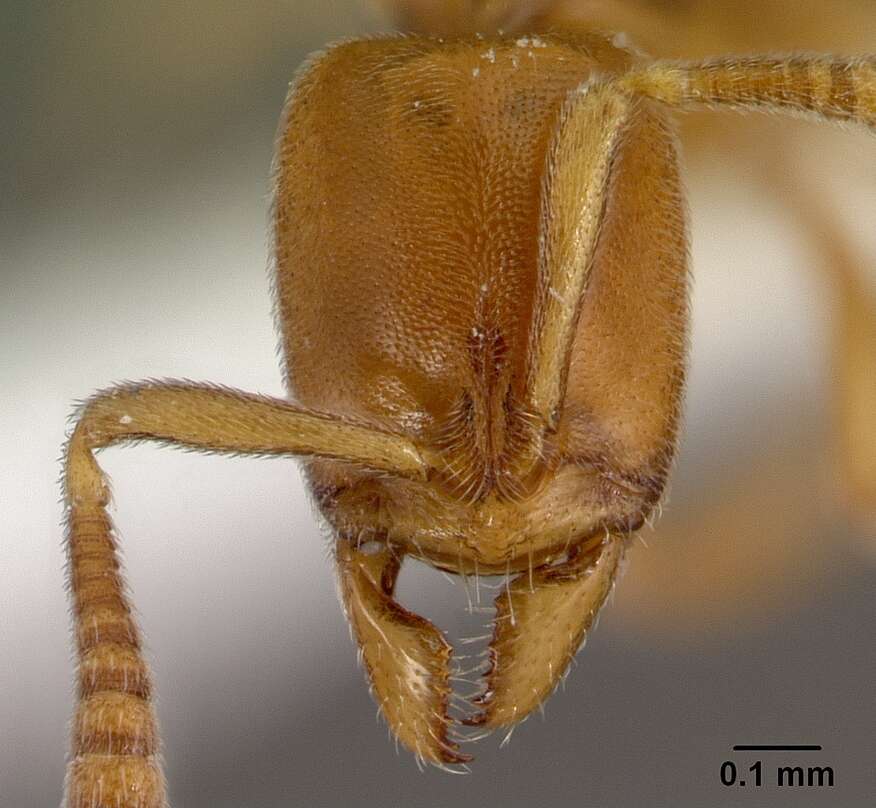 Image of <i>Hypoponera austra</i>