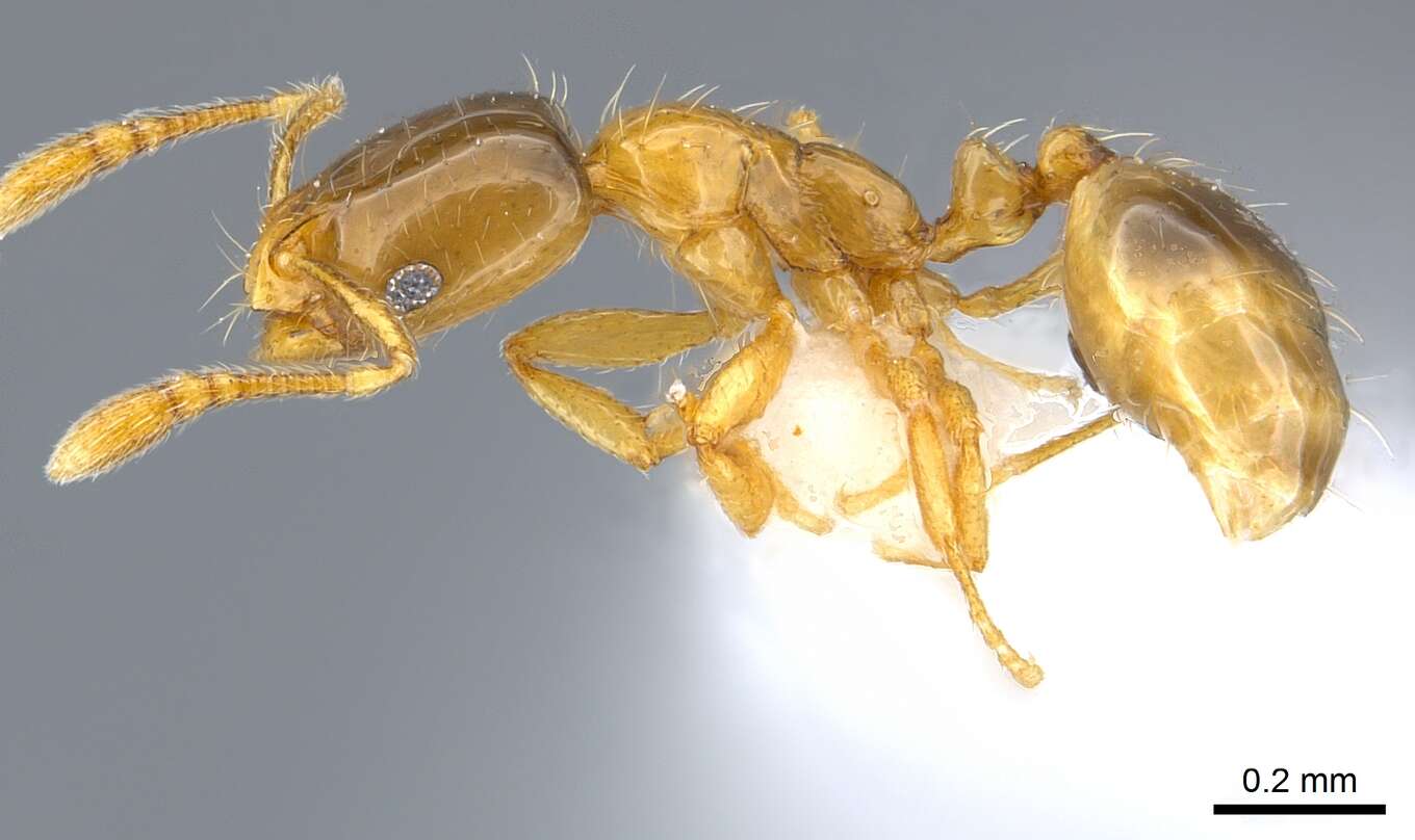 Image of Monomorium exiguum Forel 1894