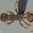 Image of Aenictus philiporum Wilson 1964