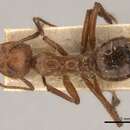 Imagem de Dolichoderus abruptus (Smith 1858)