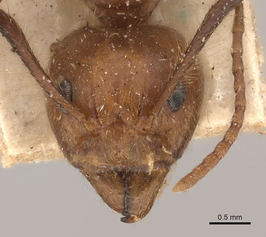 Image of Dolichoderus