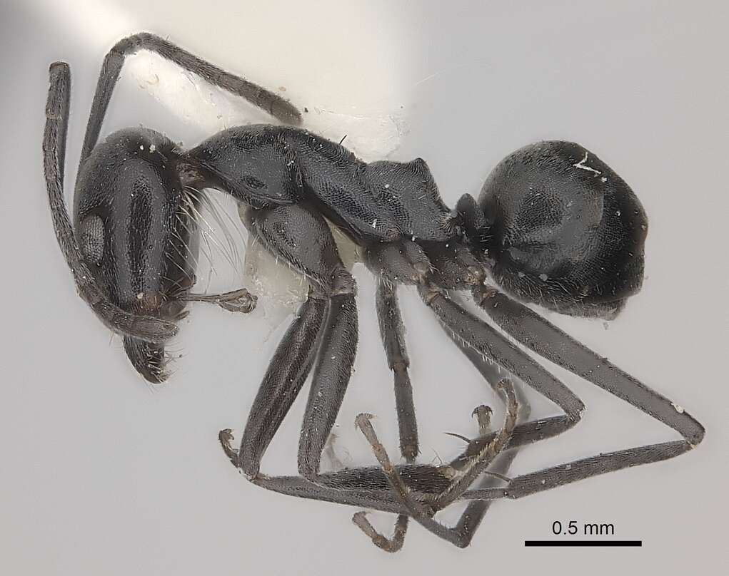 Image of Pyramid Ants