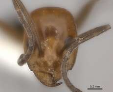 Image of Dorymyrmex chilensis Forel 1911