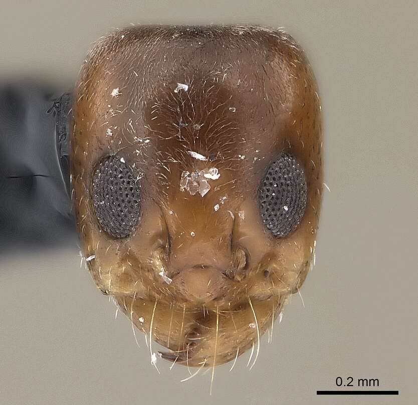 Image of Dorymyrmex minutus Emery 1895