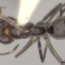 Image of Dorymyrmex pappodes (Snelling 1975)