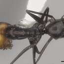 Sivun Dorymyrmex tener Mayr 1868 kuva