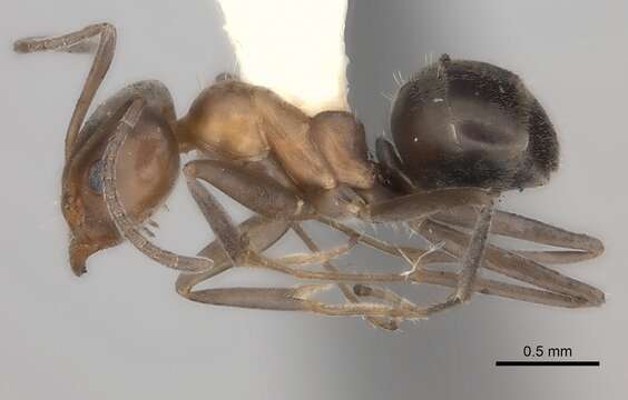 Image of Iridomyrmex chasei Forel 1902