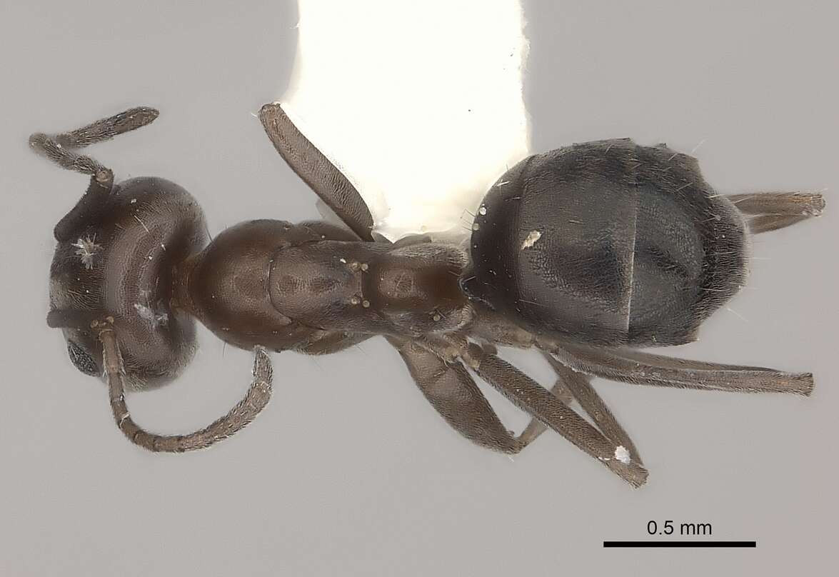 Plancia ëd Iridomyrmex chasei Forel 1902