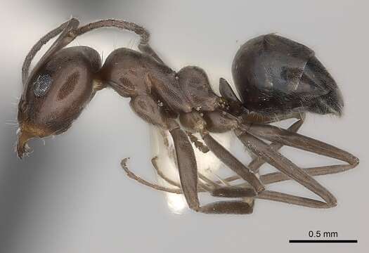 Image of Iridomyrmex chasei Forel 1902