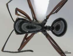 Image of Polyrhachis danum