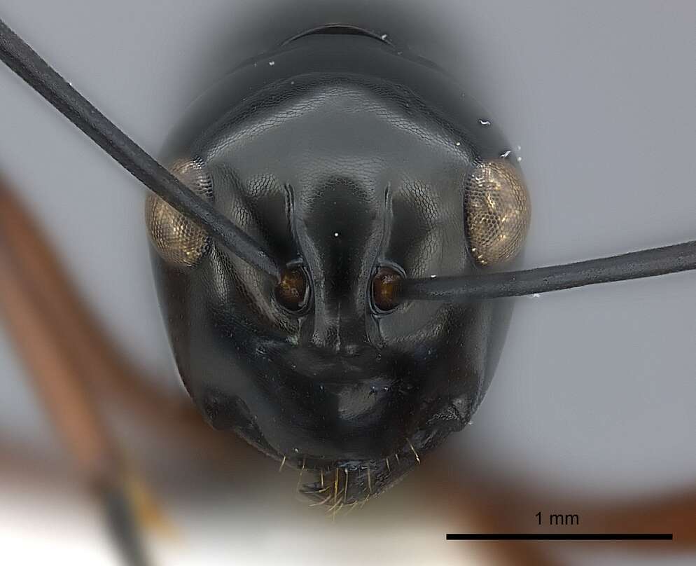 Image of Polyrhachis danum