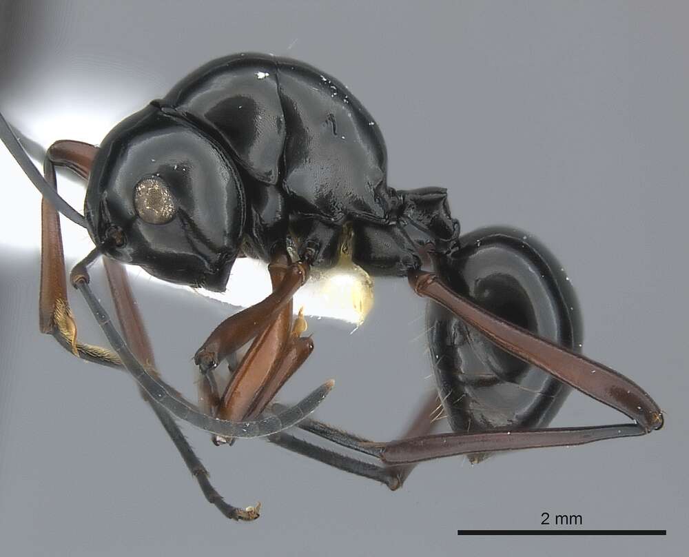 Image of Polyrhachis danum