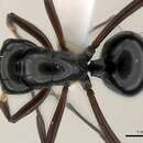 Image of <i>Polyrhachis delecta</i>