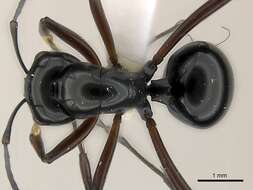 Image of <i>Polyrhachis delecta</i>