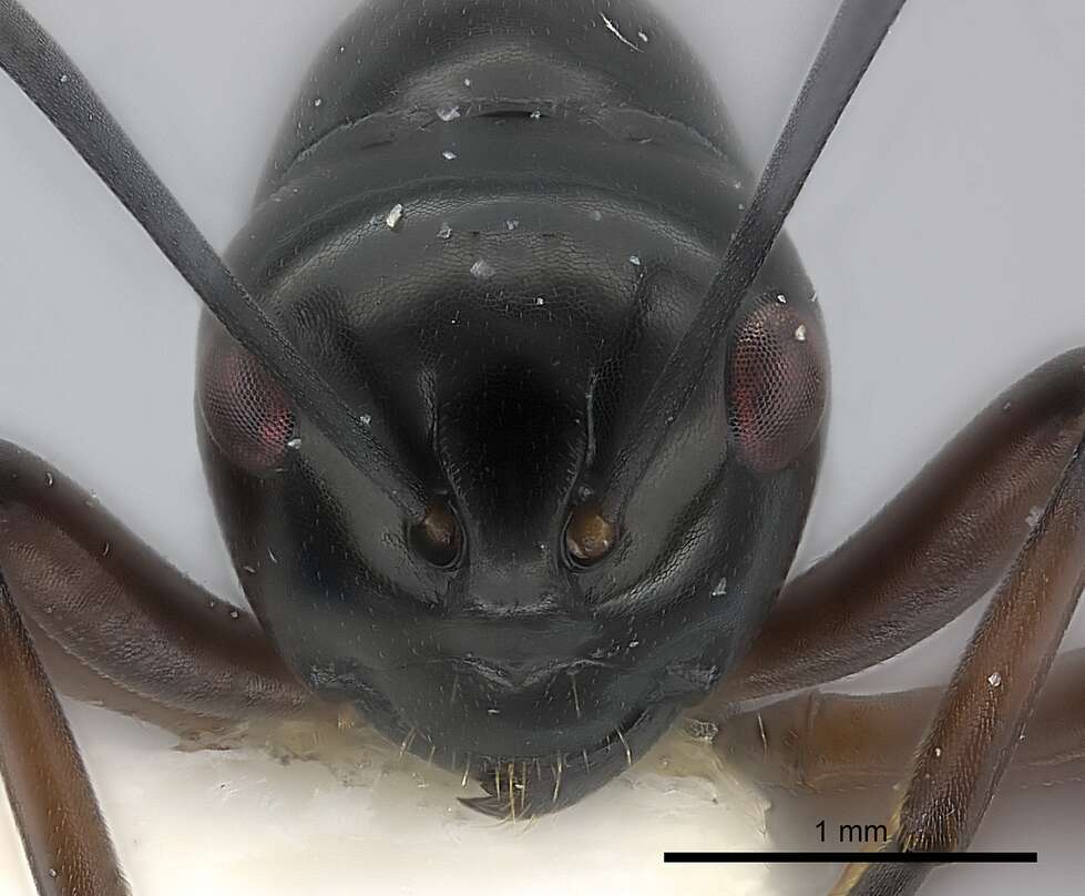 Image of <i>Polyrhachis delecta</i>