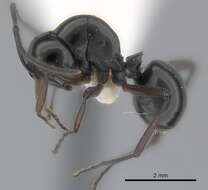 Image of <i>Polyrhachis delecta</i>