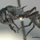 Image of Polyrhachis dispar