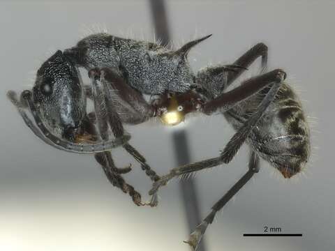 Image de Polyrhachis dispar