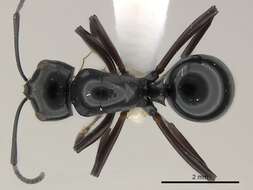 Plancia ëd Polyrhachis dorowi