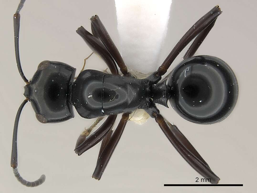 Plancia ëd Polyrhachis dorowi