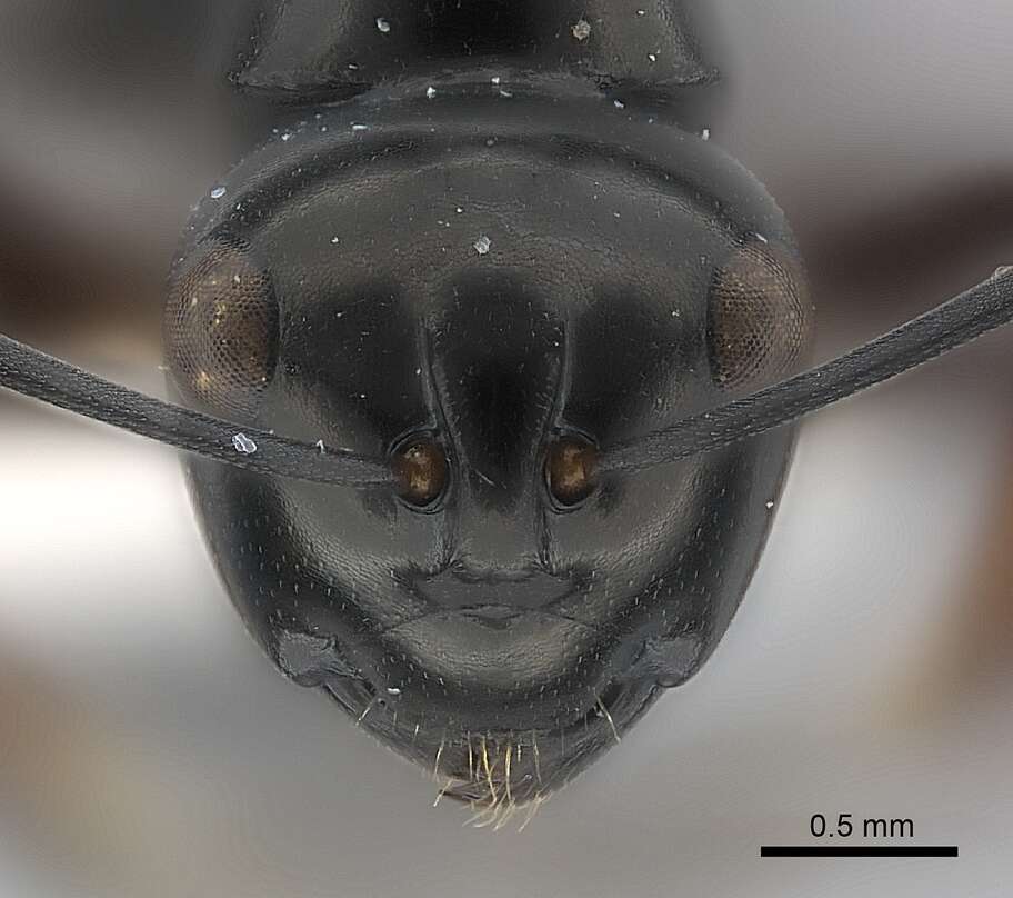 Plancia ëd Polyrhachis dorowi