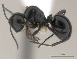 Plancia ëd Polyrhachis dorowi