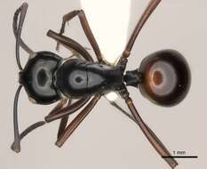 Image de Polyrhachis dorsena