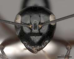 Image de Polyrhachis dorsena