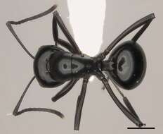 Image de Polyrhachis expressa