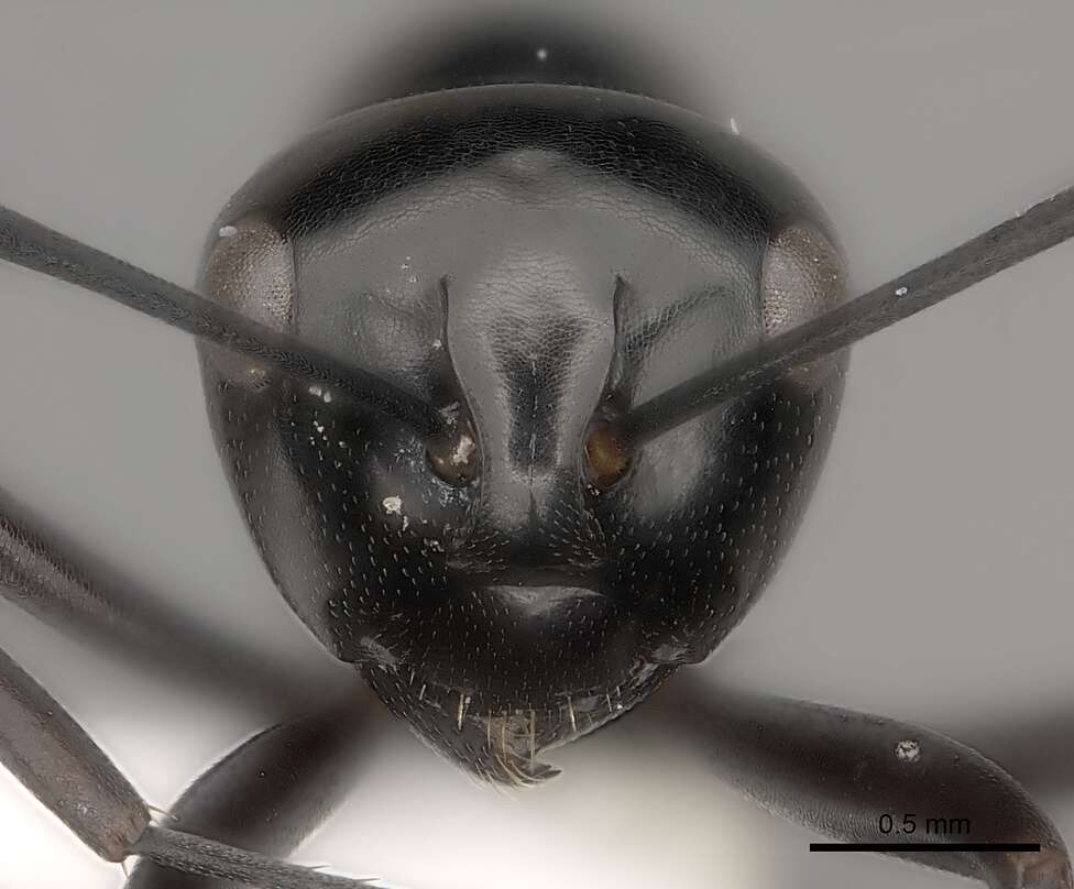 Image de Polyrhachis expressa