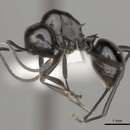 Image of Polyrhachis expressa