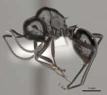 Image de Polyrhachis expressa