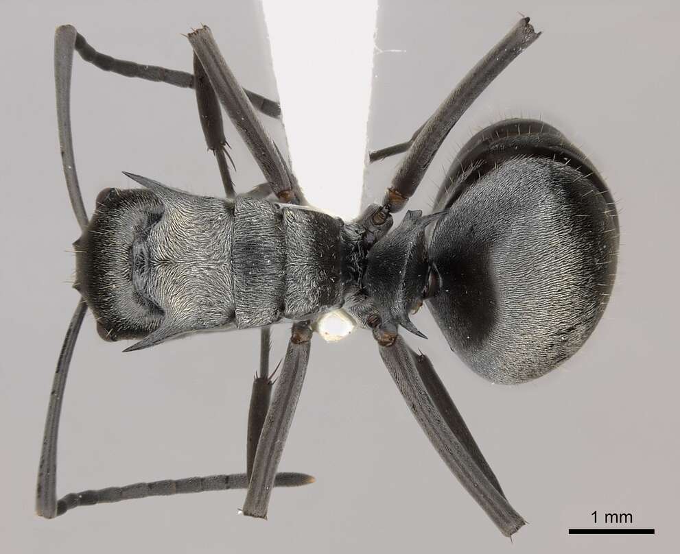 Image of Polyrhachis foreli Kohout 1989