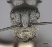 Image of Polyrhachis foreli Kohout 1989