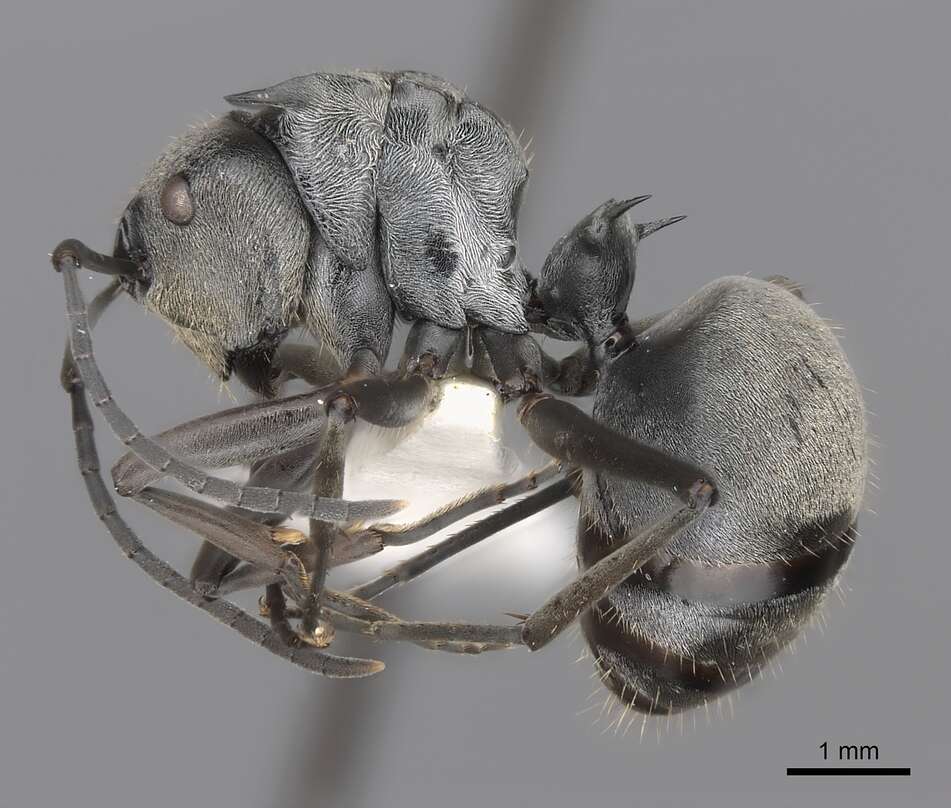 Image of Polyrhachis foreli Kohout 1989