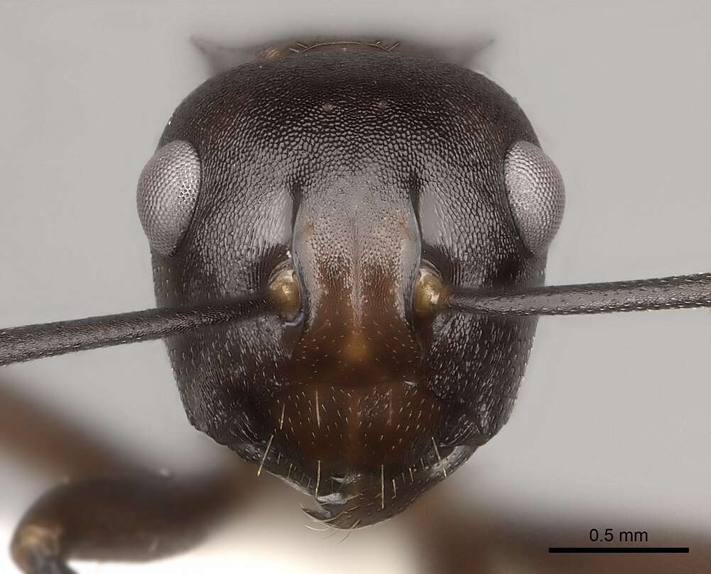 Image de Polyrhachis imitator