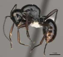 Image de Polyrhachis kyawthani