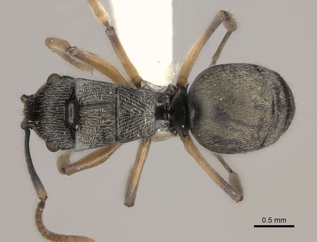 Image of <i>Polyrhachis</i> (<i>Aulacomyrma</i>) <i>parva</i> Kohout