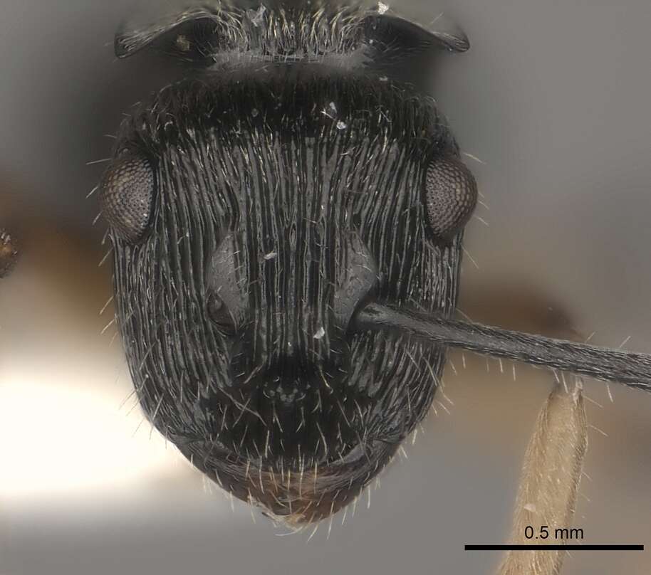 Image of <i>Polyrhachis</i> (<i>Aulacomyrma</i>) <i>parva</i> Kohout