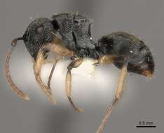 Image of <i>Polyrhachis</i> (<i>Aulacomyrma</i>) <i>parva</i> Kohout