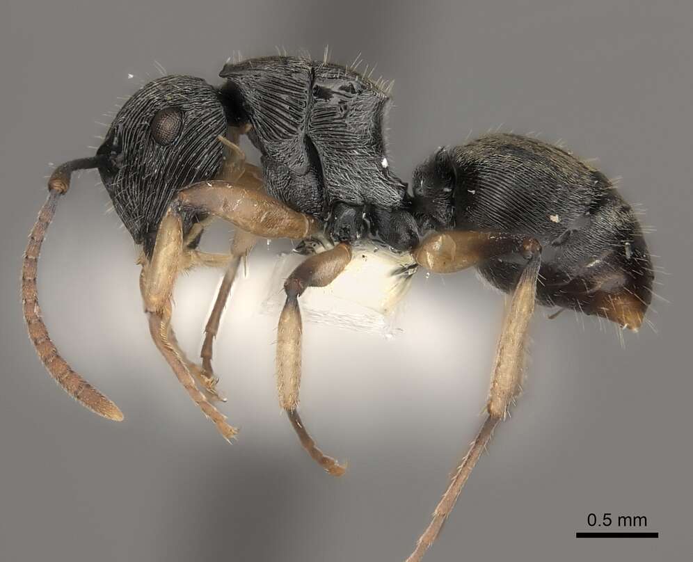 Image of <i>Polyrhachis</i> (<i>Aulacomyrma</i>) <i>parva</i> Kohout