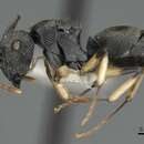 صورة <i>Polyrhachis</i> (<i>Aulacomyrma</i>) <i>wardi</i> Kohout